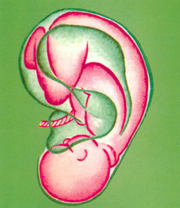 Cartographie de l'oreille